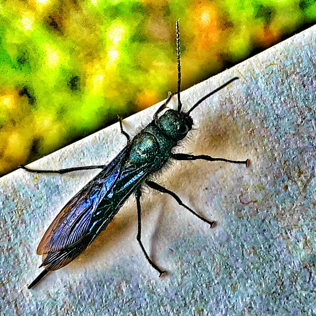 Sirex mexicanus