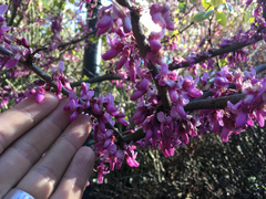 Cercis gigantea