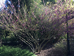 Cercis gigantea