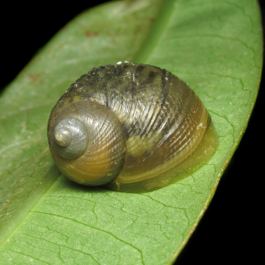 Simpulopsis decussata