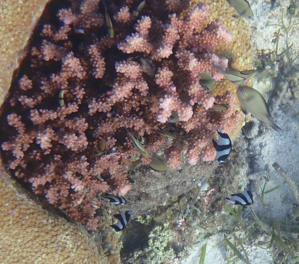 Banded dascyllus