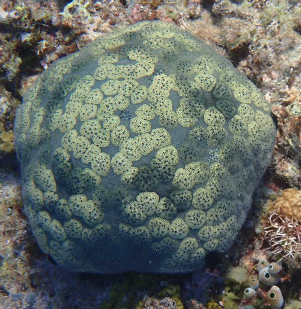 Cushion star
