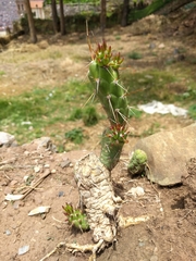 Austrocylindropuntia subulata