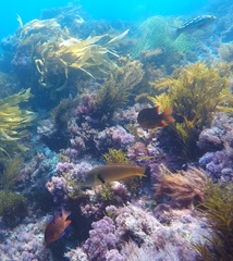 Halichoeres semicinctus