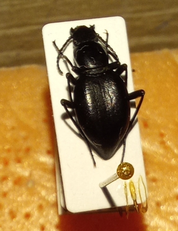 Scythis