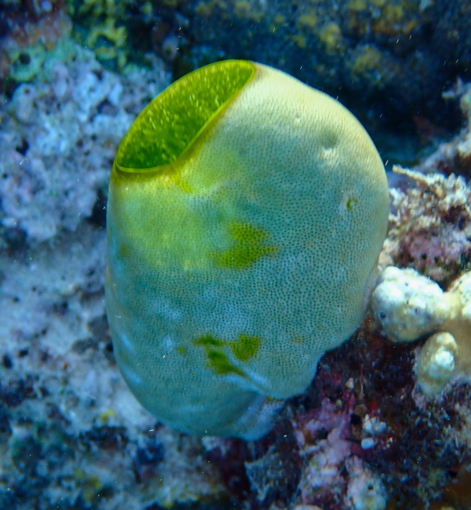 Green Barrel Sea Squirt