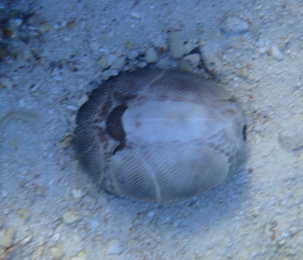 Mauve Heart Urchin