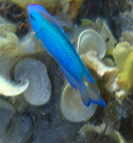 ソラスズメダイの写真
