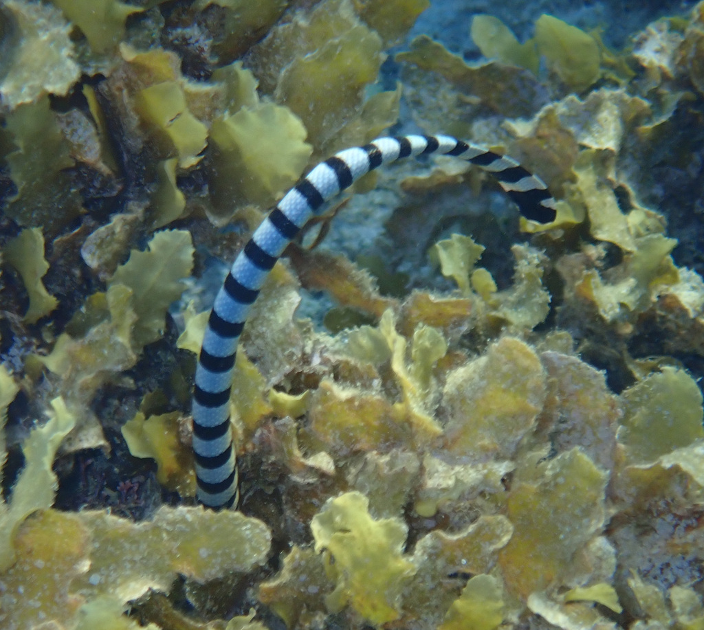 Banded sea krait hunting between corals and seaweed