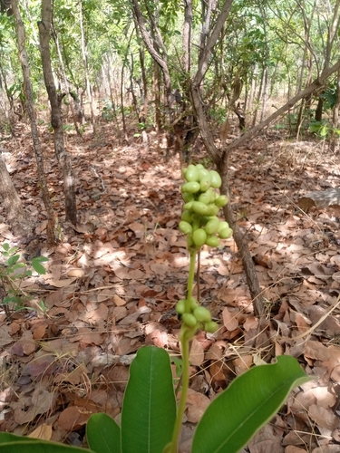 Ozoroa pulcherrima