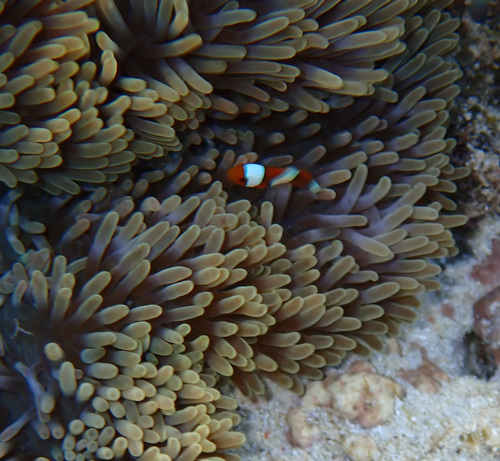 anemone in previous obs.