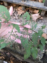 Xanthogaleruca luteola