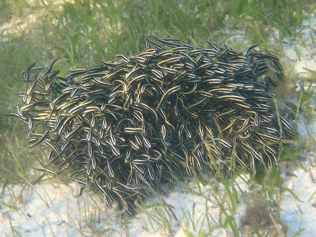 Striped eel catfish
