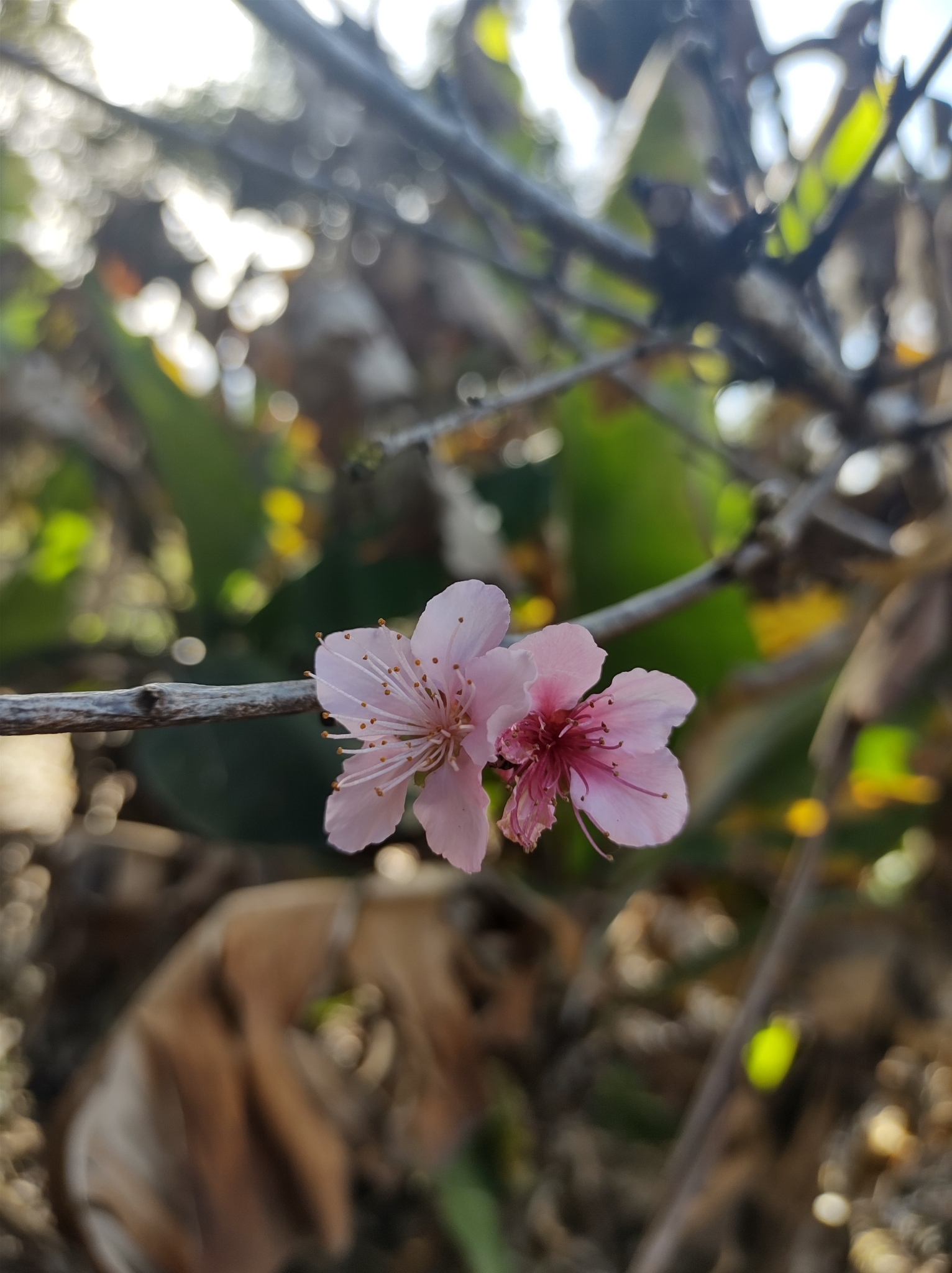 Prunus persica