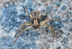 Thomisidae