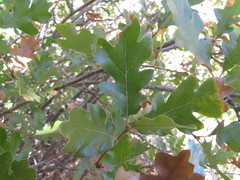 Quercus garryana semota