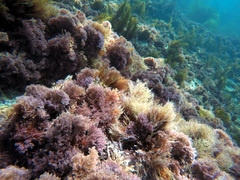 Lithothrix aspergillum