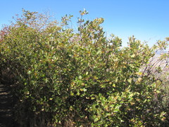 Quercus garryana semota