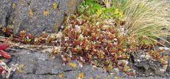 Crassula moschata