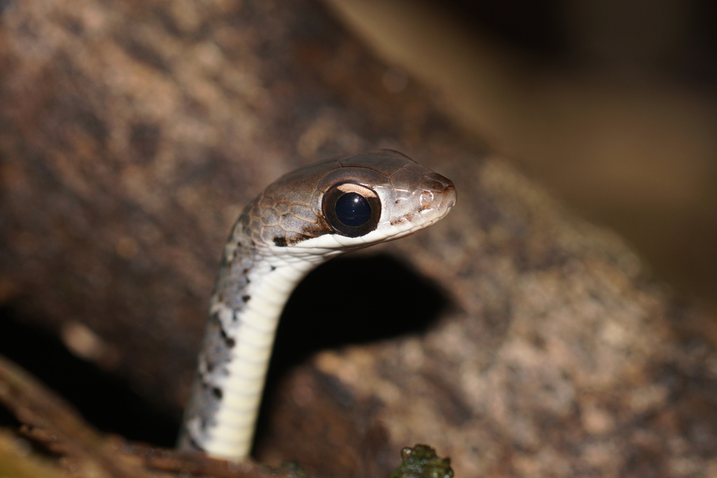 Barred Forest Racer