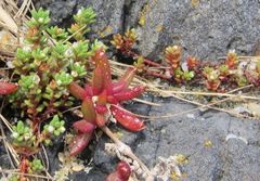 Crassula moschata