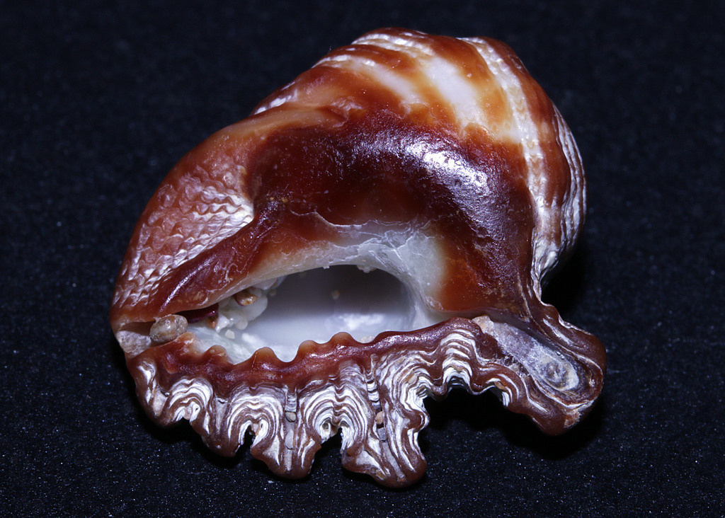 Drupina lobata