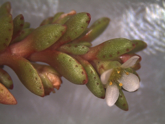Crassula moschata