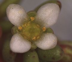 Crassula moschata