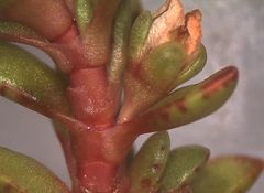 Crassula moschata