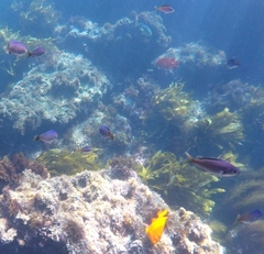 Chromis punctipinnis