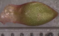 Crassula moschata