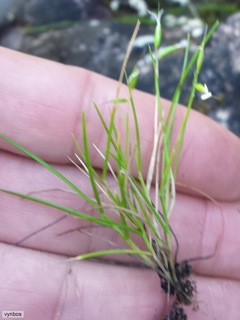 Anthoxanthum tongo
