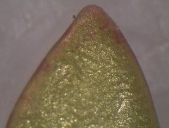 Crassula moschata