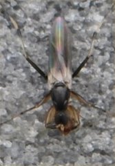 Diptera