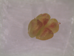 Crassula moschata