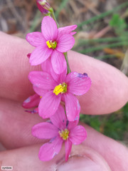 Ixia scillaris