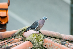Columba palumbus