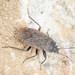 Naphiellus irroratus - Photo (c) Jinmin Li, some rights reserved (CC BY-NC-SA), uploaded by Jinmin Li