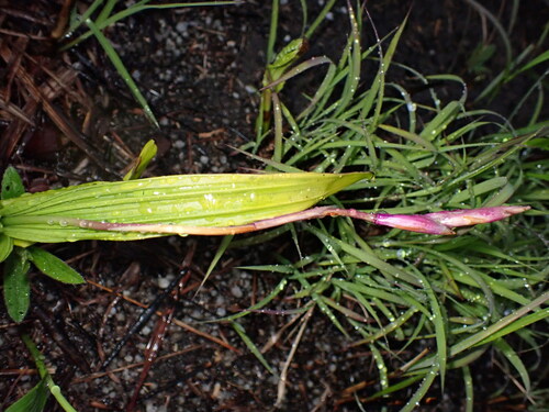 Bletilla striata