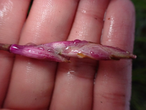 Image of Chinese Ground Orchid (Bletilla striata) by (c) W Rao, some rights reserved (CC BY)