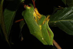 Rhacophorus kio