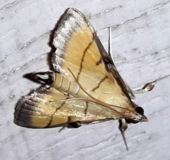 Cnaphalocrocis