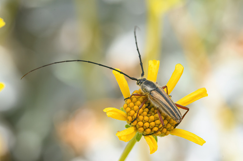 Perarthrus linsleyi