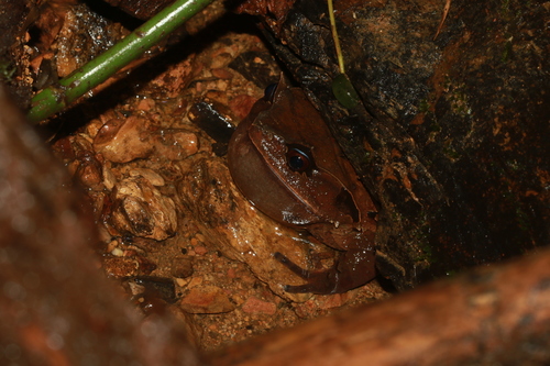 相关观察 2 张照片 什么brachytarsophrys intermedia 观察者bangtran