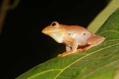 Rhacophorus robertingeri