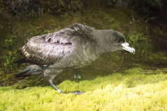 Procellaria parkinsoni