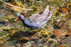 Gallinula chloropus