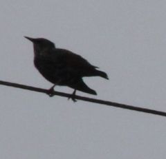 Sturnus vulgaris