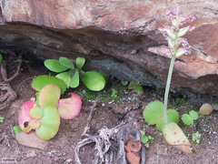 Crassula capensis capensis