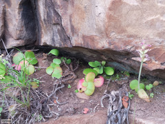 Crassula capensis capensis